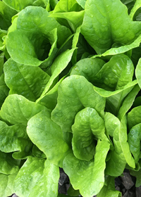 Lactuca quercina 'Emerald Oakleaf'